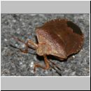 Palomena prasina - Baumwanze m02.jpg